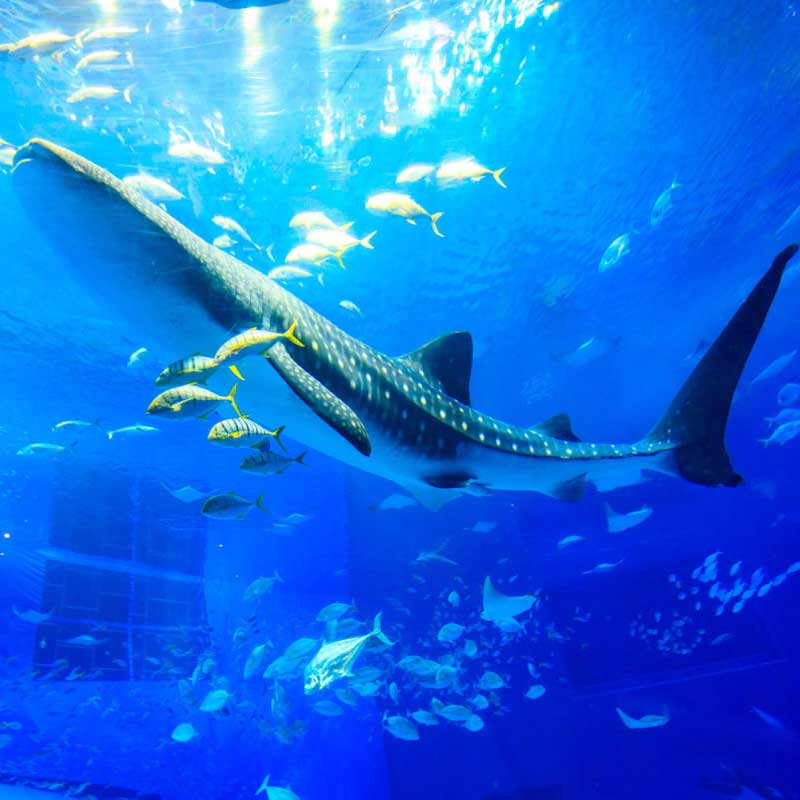 沖縄北部観光なら美ら海水族館！魅力や見どころ、人気のお土産も紹介
